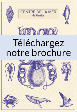 téléchargez notre brochure