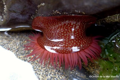 centre de la mer biarritz