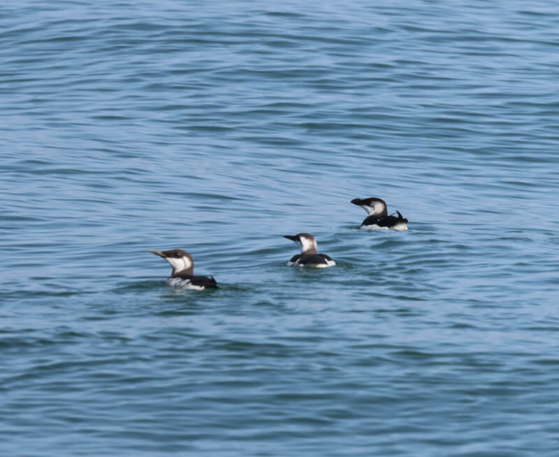 L'arrivée des pingouins et des guillemots !